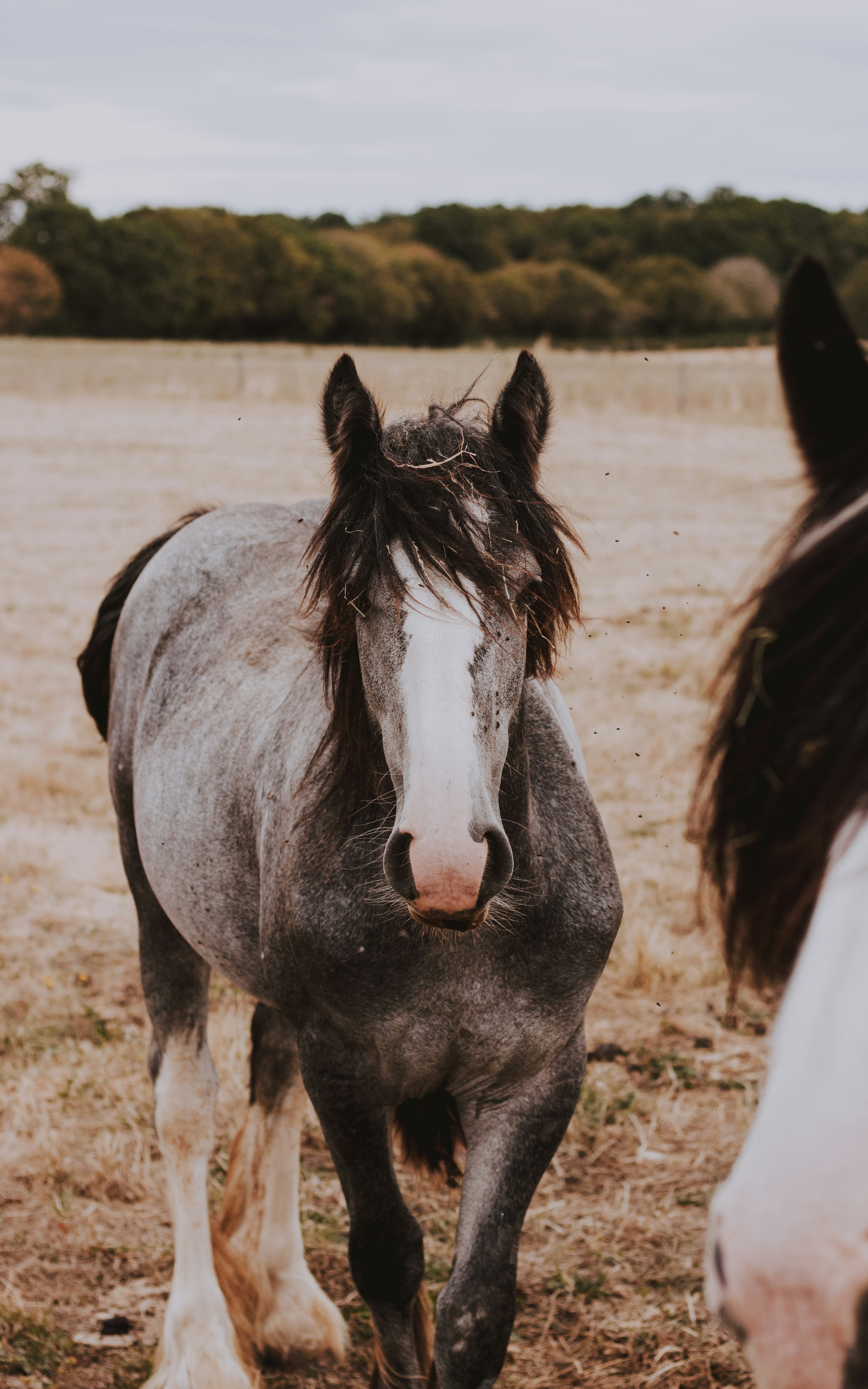 grey and white horse